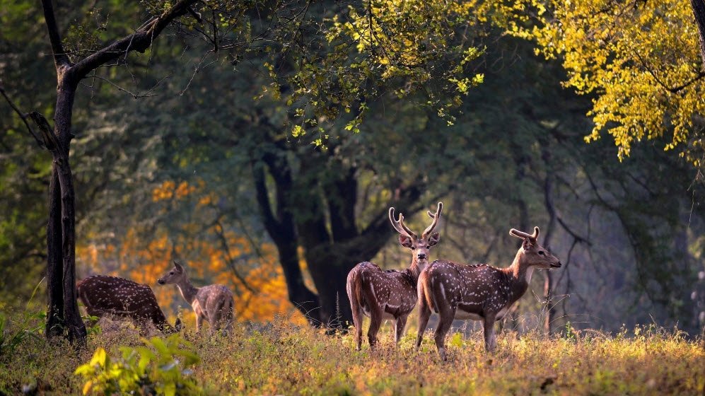 Kanha National Park, Madhya Pradesh